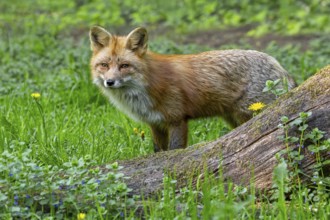 Red fox (Vulpes vulpes) hunting in grassland, meadow at edge of forest