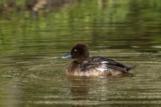 Tufted duck, tufted pochard (Aythya fuligula, Anas fuligula) adult female swimming in pond in