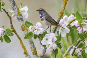 Bluethroat (Luscinia svecica cyanecula) ml Germany