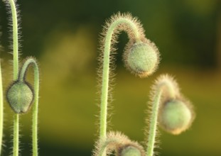 Iceland poppy (Papaver nudicaule), buds, in the evening light, North Rhine-Westphalia, Germany,