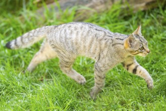 European wildcat (Felis silvestris silvestris) on a meadow, Hesse, Germany, Europe