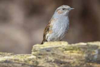 Dunnock (Prunella modularis) Germany