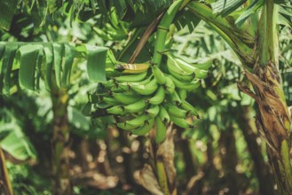 View of green plantains in a vegetable garden. Harvesting green plantains in a vegetable garden