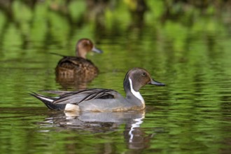Northern pintail (Anas acuta) male and female swimming in pond in spring