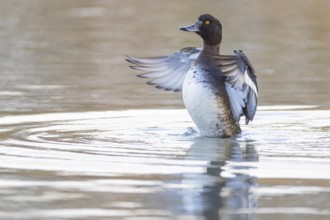 Tufted Duck (Aythya fuligula) wbl Germany