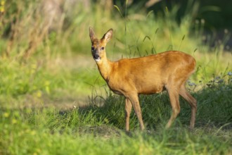 Roe deer (Capreolus capreolus) standing on a meadow, Hesse, Germany, Europe