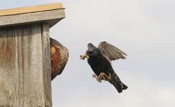 Starling (Sturnus vulgaris) flies to the nesting box in the garden with food in its beak, Allgäu,