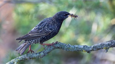 Starling (Sturnus vulgaris), also known as Common starling, with food for the young birds, insects