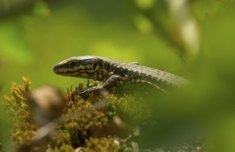 Wall lizard (Podarcis muralis), portrait, Lower Austria