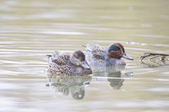 Teal (Anas crecca) Pair Germany