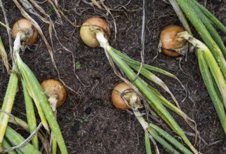 Onions (Allium cepa), onions in a bed, fruit and vegetable garden, Inverewe Gardens, Poolewe, Loch