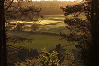 Landscape in the Black Forest, evening in May, Baden-Württemberg, Germany, Europe