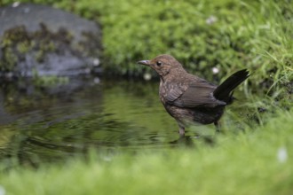 Blackbird (Turdus merula), bathing, Emsland, Lower Saxony, Germany, Europe