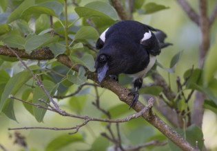 Magpie (Pica pica) sitting on a branch, Stuttgart, Baden-Württemberg, Germany, Europe