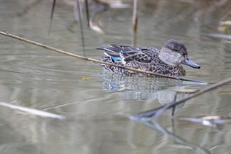 Teal (Anas crecca) wbl Germany