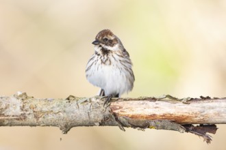 Reed bunting (Emberiza schoeniclus) wbl Germany