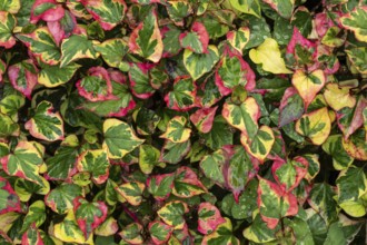 Houttuynia, chameleon plant, Houttuynia cordata, Inverewe Gardens, Poolewe, Loch Ewe, Highlands,