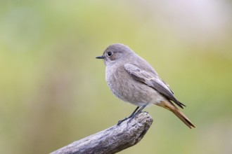 Black redstart (Phoenicurus ochruros) Germany
