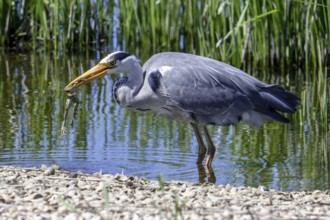 Grey heron (Ardea cinerea) adult in pond with caught marsh frog prey in beak in spring