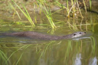 Eurasian otter (Lutra lutra) swimming in the water, Hesse, Germany, Europe
