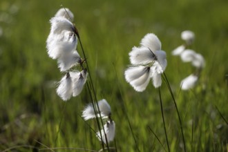 Common cottongrass (Eriophorum angustifolium), Emsland, Lower Saxony, Germany, Europe