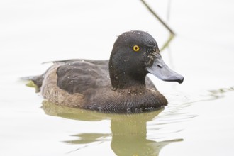 Tufted Duck (Aythya fuligula) wbl Germany