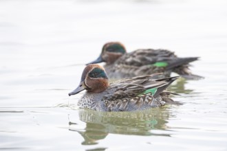 Teal (Anas crecca) ml Germany