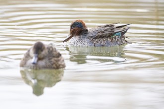 Teal (Anas crecca) Pair Germany