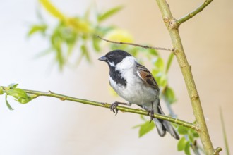 Reed bunting (Emberiza schoeniclus) ml Germany