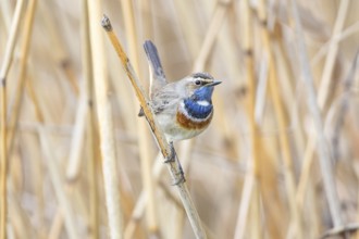 Bluethroat (Luscinia svecica cyanecula) ml Germany