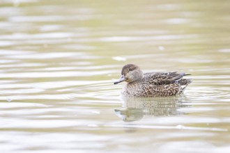 Teal (Anas crecca) wbl Germany