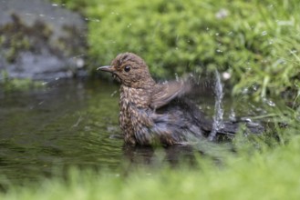 Blackbird (Turdus merula), bathing, Emsland, Lower Saxony, Germany, Europe