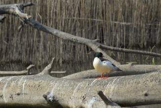 Goosander (Mergus merganser), sitting, tree trunk, Lower Austria