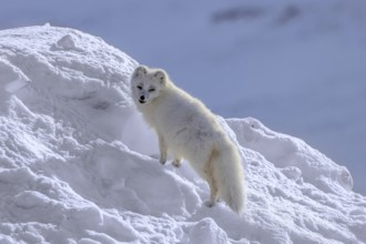 Arctic fox, white fox, polar fox (Vulpes lagopus) adult in thick winter coat hunting on snow