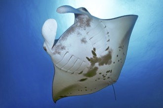 Underwater photo of giant ray manta ray (Manta birostris) plankton eater swimming through open sea,