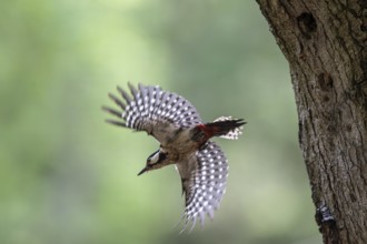 Great spotted woodpecker (Dendrocopos major), taking off, Emsland, Lower Saxony, Germany, Europe