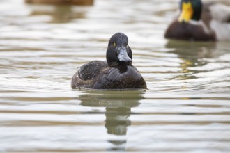 Tufted Duck (Aythya fuligula) wbl Germany
