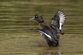 Tufted duck, tufted pochard (Aythya fuligula, Anas fuligula) adult female bathing and flapping