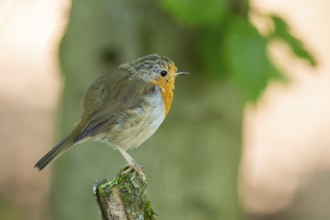 European robin (Erithacus rubecula) sitting on a branch, Bavaria, Germany, Europe