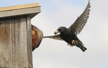 Starling (Sturnus vulgaris) flies to the nesting box in the garden with chokeberry (Aronia) in its