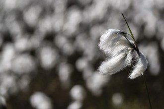 Common cottongrass (Eriophorum angustifolium) in the moor, Emsland, Lower Saxony, Germany, Europe