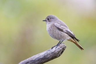 Black redstart (Phoenicurus ochruros) Germany
