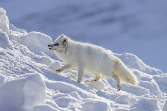 Arctic fox, white fox, polar fox (Vulpes lagopus) adult in thick winter coat hunting on snow