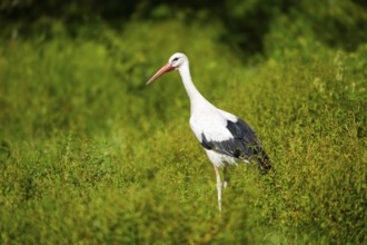 White stork (Ciconia ciconia) on a meadow, Hesse, Germany, Europe