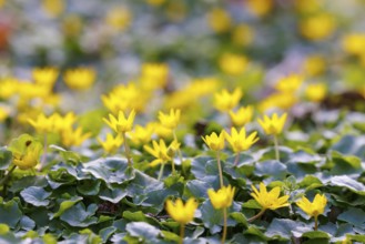 Lesser celandine (Ficaria verna), Germany, Europe