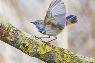 Bluethroat (Luscinia svecica cyanecula) ml Germany