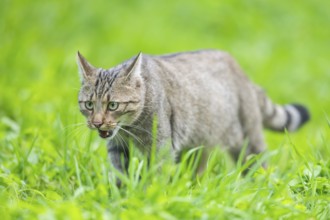 European wildcat (Felis silvestris silvestris) on a meadow, Hesse, Germany, Europe