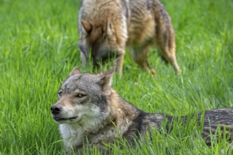 Two Eurasian wolves, European grey wolves (Canis lupus lupus) resting in meadow, grassland