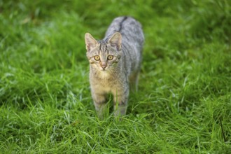 European wildcat (Felis silvestris silvestris) on a meadow, Hesse, Germany, Europe