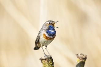 Bluethroat (Luscinia svecica cyanecula) ml Germany
